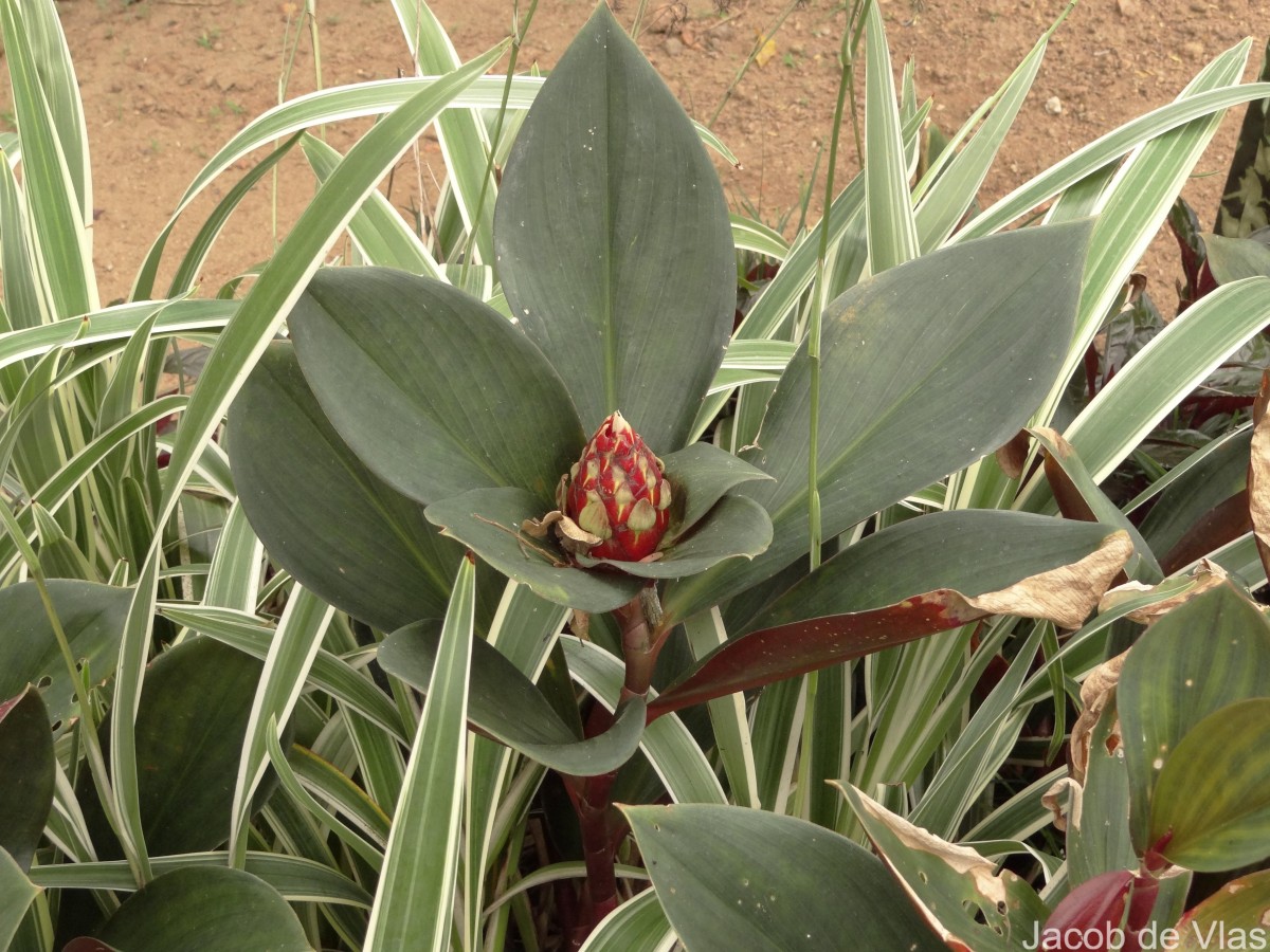 Costus erythrophyllus Loes.